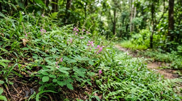 Top bienfaits du desmodium pour soutenir votre foie